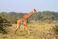 Rothschild giraffe in Kenya