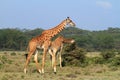 Rothschild giraffe in Kenya Royalty Free Stock Photo