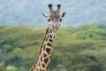 A Rothschild Giraffe in Masai Mara National Park in Kenya Royalty Free Stock Photo