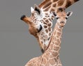 Rothschild giraffe, mother and calf on grey background Royalty Free Stock Photo