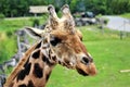 Parc Park Safari, Hemmingford, Quebec, Canada Royalty Free Stock Photo