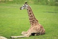 Rothschild giraffe Royalty Free Stock Photo