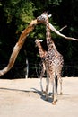 Rothschild Giraffe Royalty Free Stock Photo