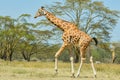 Rothschild Giraffe, Walking Royalty Free Stock Photo