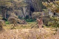 Rothschild Giraffe Walking Through Lake Nakuru Kenya