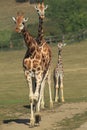 Rothschild giraffes Royalty Free Stock Photo
