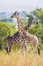 Rothschild Giraffes (Giraffa camelopardalis) Royalty Free Stock Photo