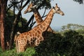 Rothschild giraffes at the Giraffe Centre in Nairobi, Kenya