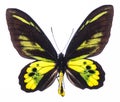 Rothschild`s birdwing tropical butterfly isolated