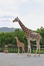 Rothschild's Giraffe Royalty Free Stock Photo