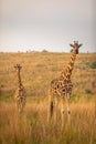 A Rothschild`s giraffe with a baby  Giraffa camelopardalis rothschildi in a beautiful light at sunrise, Murchison Falls National Royalty Free Stock Photo
