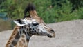 Giraffe calf portrait Royalty Free Stock Photo