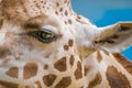 Rothschild`s giraffe closeup