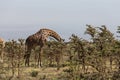 A Rothschild's giraffe eating leafs Royalty Free Stock Photo