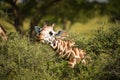Eating Rothschild`s giraffe in Uganda