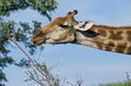 Rothschild`s Giraffe, giraffa camelopardalis rothschildi, Adult eating Acacia Tree, Kenya Royalty Free Stock Photo