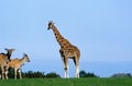 Rothschild`s Giraffe, giraffa camelopardalis rothschildi and Cape Elan, taurotragus oryx