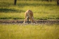 A Rothschild`s giraffe  Giraffa camelopardalis rothschildi drinking at a waterhole, Lake Mburo National Park, Uganda. Royalty Free Stock Photo