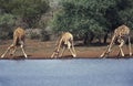 Rothschild`s Giraffe, giraffa camelopardalis rothschildi, Group Drinking at River, Kenya Royalty Free Stock Photo