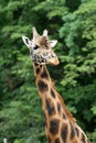 Rothschild's giraffe