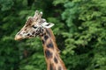 Rothschild's giraffe