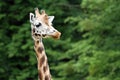 Rothschild's giraffe