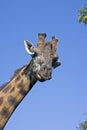 Rothschild`s Giraffe, giraffa camelopardalis rothschildi, Portrait of Adult, Masai Mara Park in Kenya Royalty Free Stock Photo