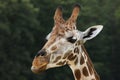 Rothschild`s giraffe Giraffa camelopardalis rothschildi