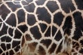 Rothschild's giraffe (Giraffa camelopardalis rothschildi) skin t Royalty Free Stock Photo