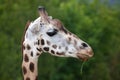 Rothschild's giraffe (Giraffa camelopardalis rothschildi). Royalty Free Stock Photo