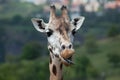 Rothschild's giraffe (Giraffa camelopardalis rothschildi). Royalty Free Stock Photo