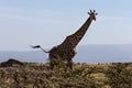 A Rothschild's giraffe mother and its calf Royalty Free Stock Photo