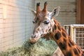Rothschild's Giraffe Royalty Free Stock Photo