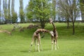 Rothschild's giraffe playing in spring time