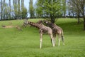 Rothschild\'s giraffe playing in spring time