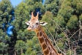 Rothschild s giraffe portrait Kenia