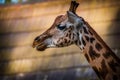 Rothschild`s giraffe portrait in nature park Royalty Free Stock Photo