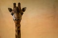 Rothschild`s giraffe portrait in zoo park Royalty Free Stock Photo