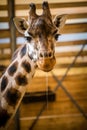Rothschild`s giraffe portrait in zoo park Royalty Free Stock Photo