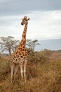 Rothschild;s Giraffe Standing in Kenya Africa