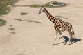 Rothschild's giraffe walking round the dust with tongue out, sun Royalty Free Stock Photo