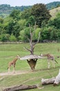 Rothschild's giraffes feeding Royalty Free Stock Photo