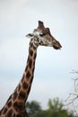 Rothschild's giraffes (Giraffa camelopardalis rothschildi). Royalty Free Stock Photo