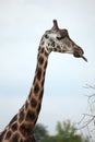 Rothschild's giraffes (Giraffa camelopardalis rothschildi). Royalty Free Stock Photo