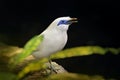 Rothschild\'s Mynah, Leucopsar rothschildi, at Bali, Idonesia, Asia. Animal in nature habitat. Rare Bird sitting on the branch. Royalty Free Stock Photo