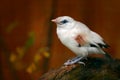 Rothschild`s Mynah, Leucopsar rothschildi, at Bali, Idonesia, Asia. Animal in nature habitat. Rare Bird sitting on the branch. Cl Royalty Free Stock Photo