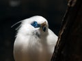 Rothschild`s mynah which is bird in tropical area such as Bali