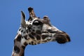 Rothschild's giraffe (Giraffa camelopardalis rothschildi). Royalty Free Stock Photo