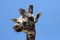 Rothschild's giraffe (Giraffa camelopardalis rothschildi). Royalty Free Stock Photo