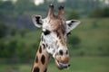 Rothschild's giraffe (Giraffa camelopardalis rothschildi). Royalty Free Stock Photo